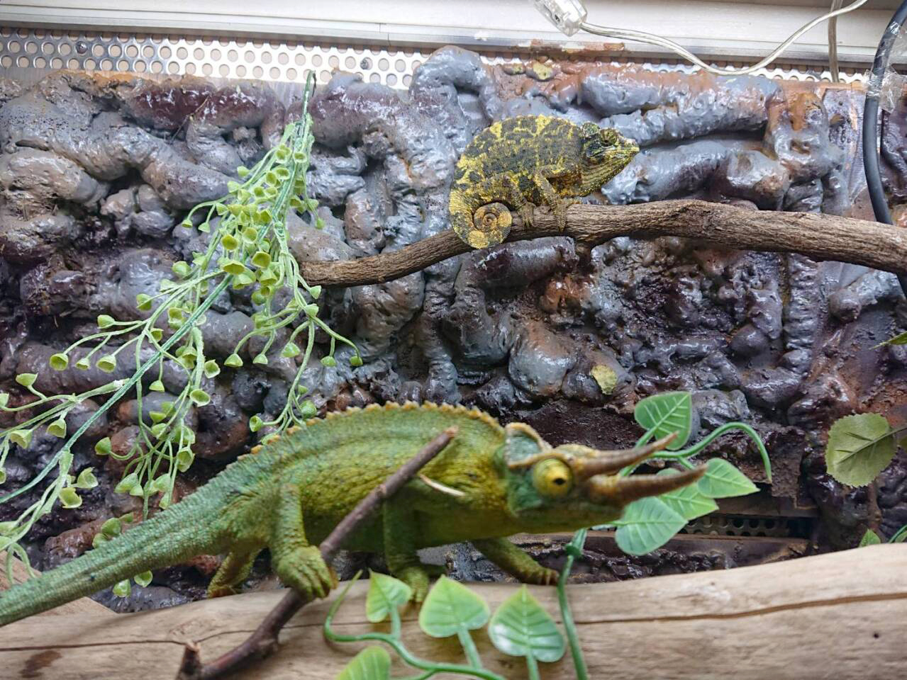 キサントロプスジャクソンカメレオン(5)