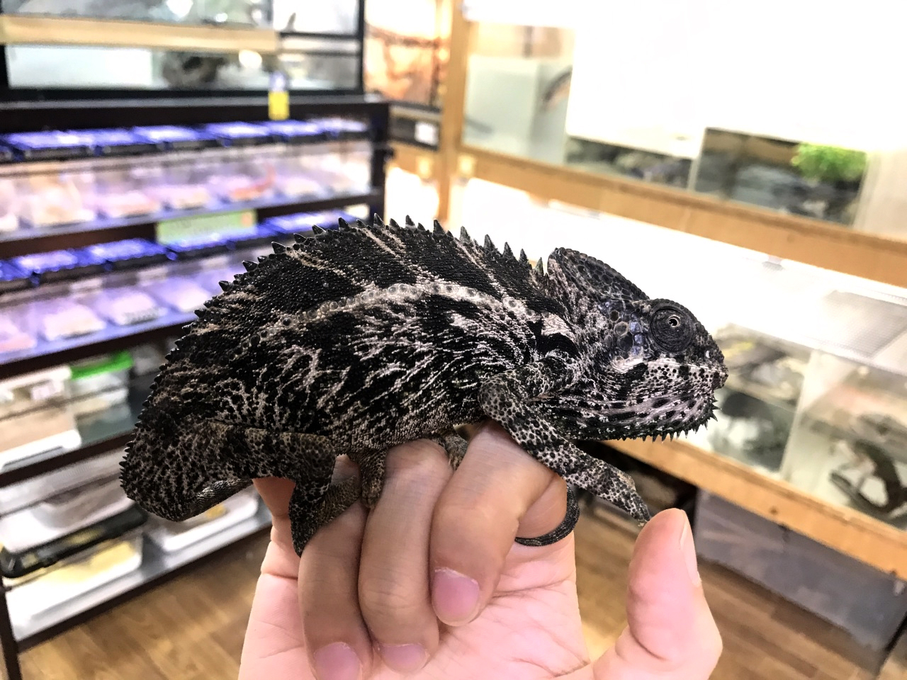 スパイニーカメレオン(1)