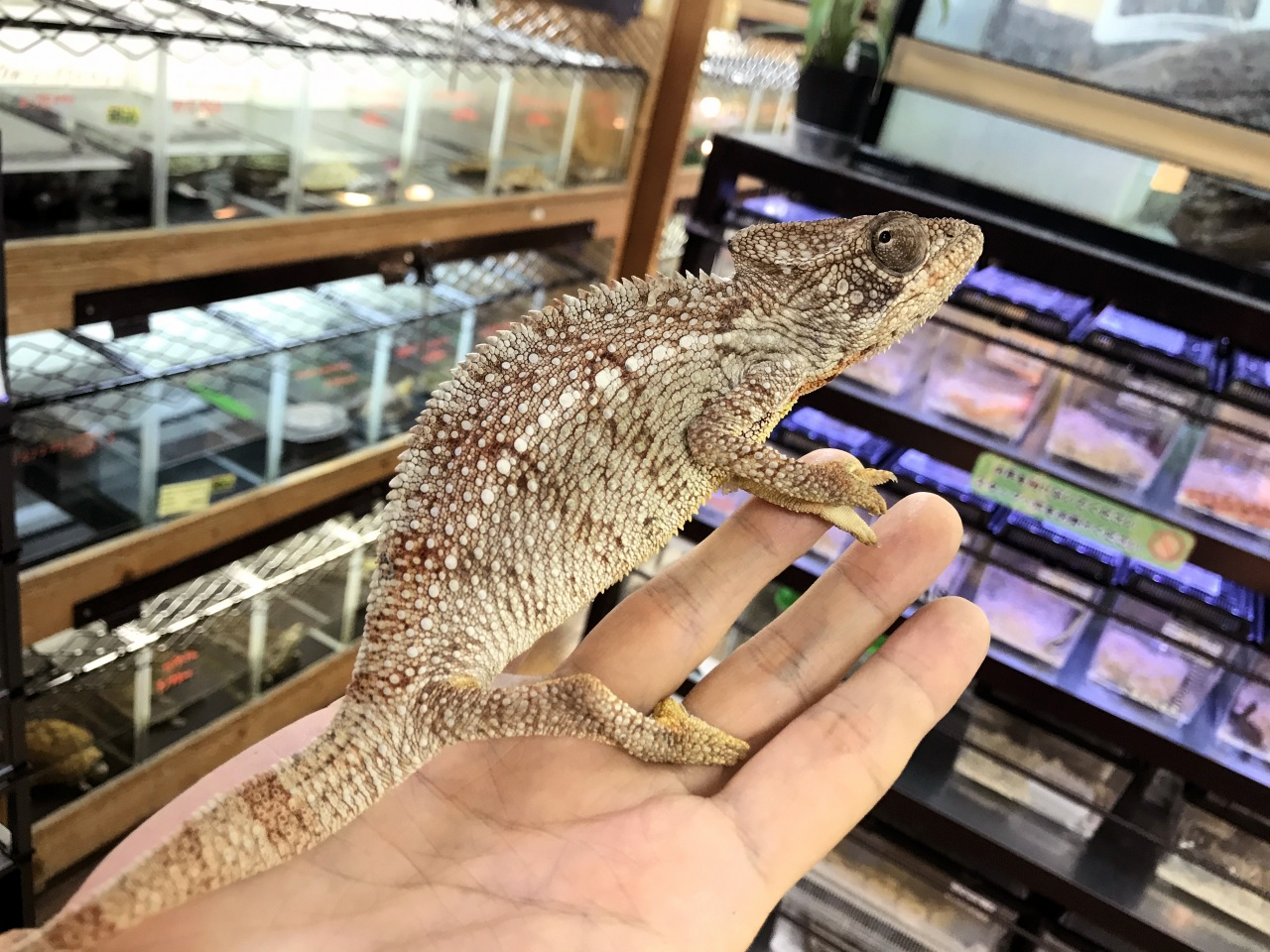 ウスタレカメレオン(6)