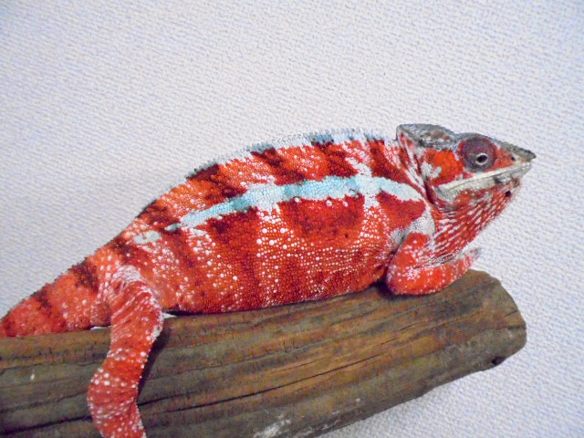 パンサーカメレオン(10)