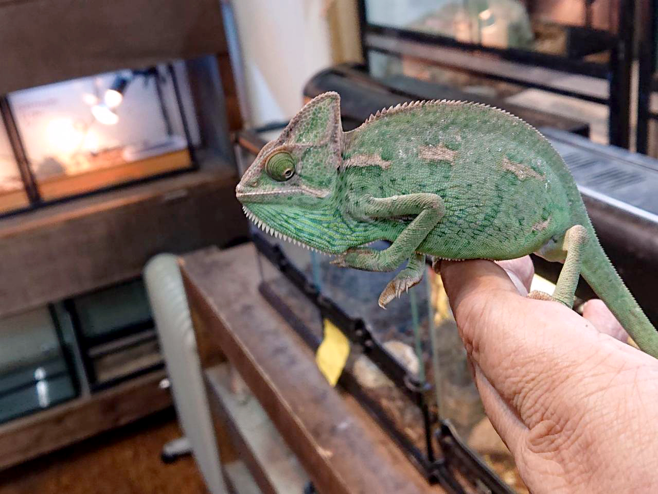 エボシカメレオン(3)