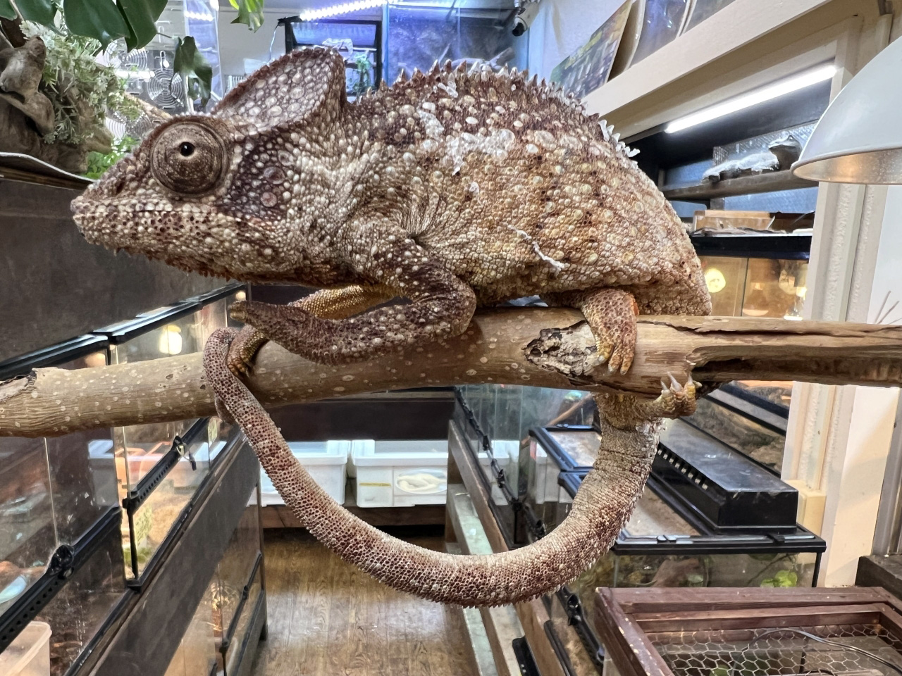 ウスタレカメレオン(8)