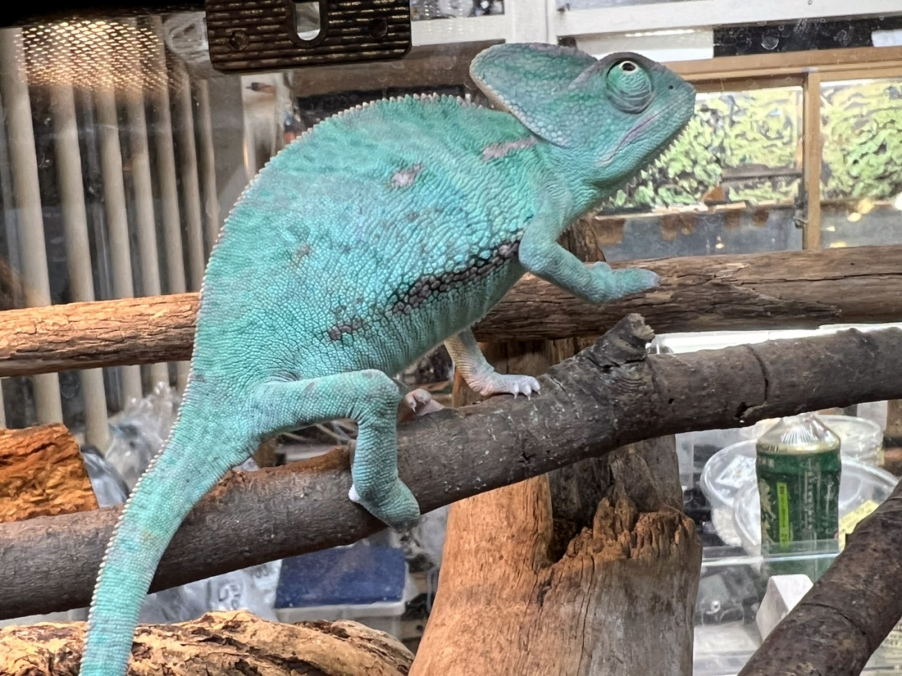 エボシカメレオン(9)