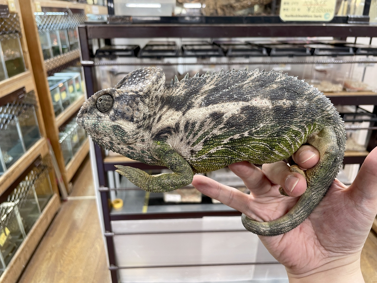 スパイニーカメレオン(5)