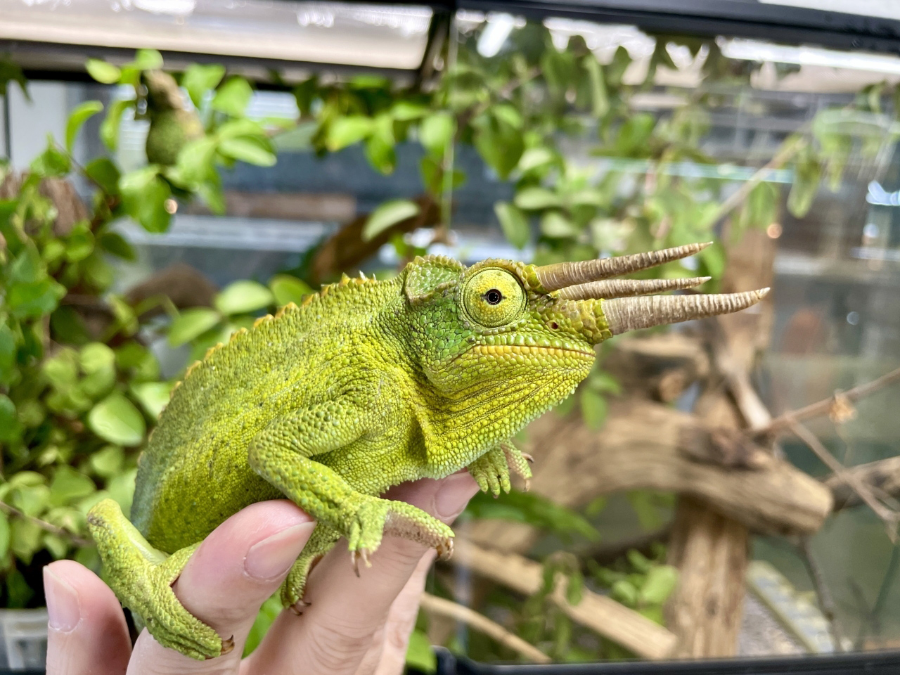 キサントロプスジャクソンカメレオン(9)