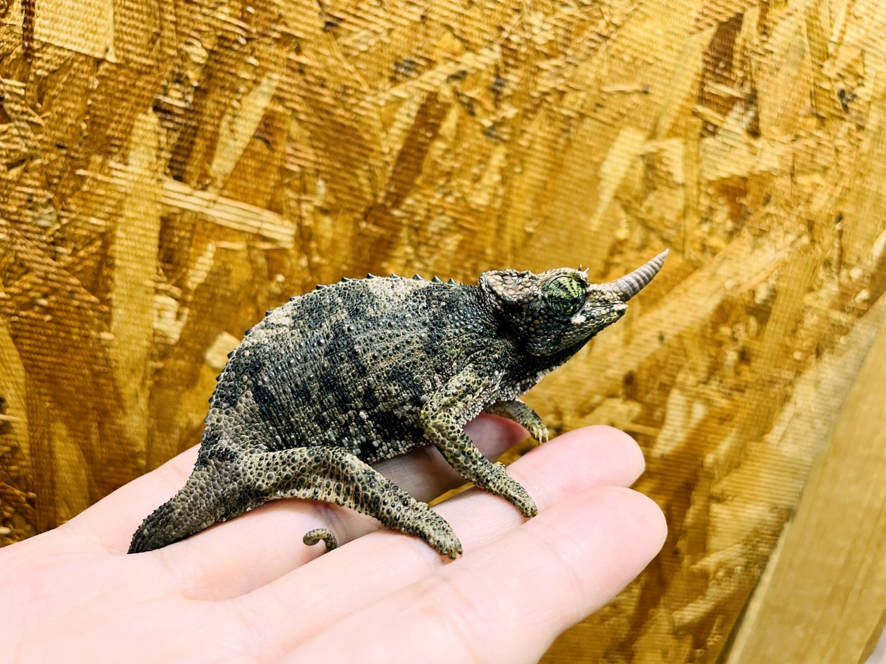 ジャクソンカメレオン(3)