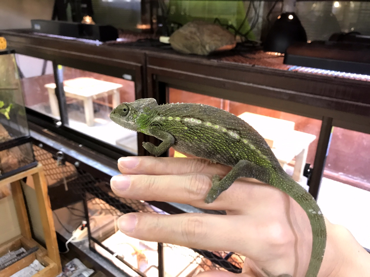 スパイニーカメレオン(3)