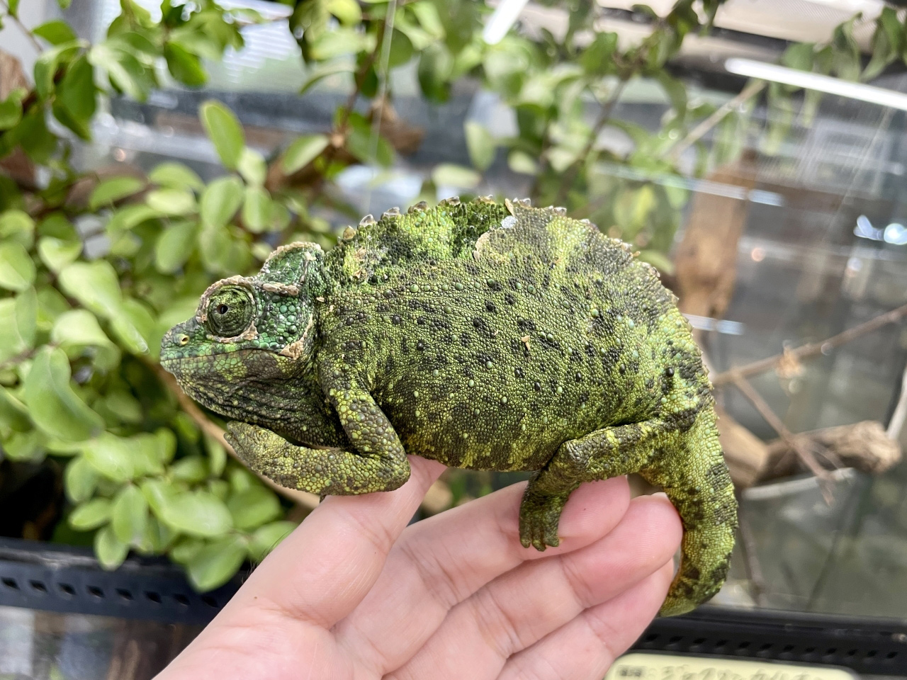 キサントロプスジャクソンカメレオン(10)