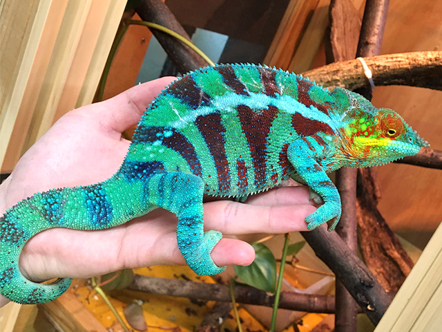 パンサーカメレオン(11)