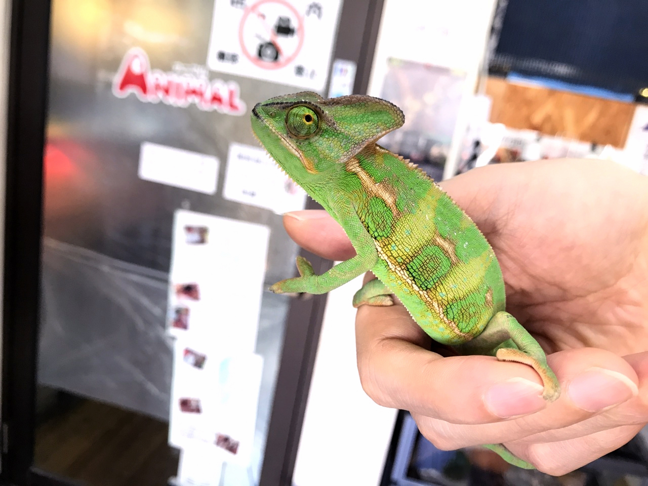 エボシカメレオン(4)