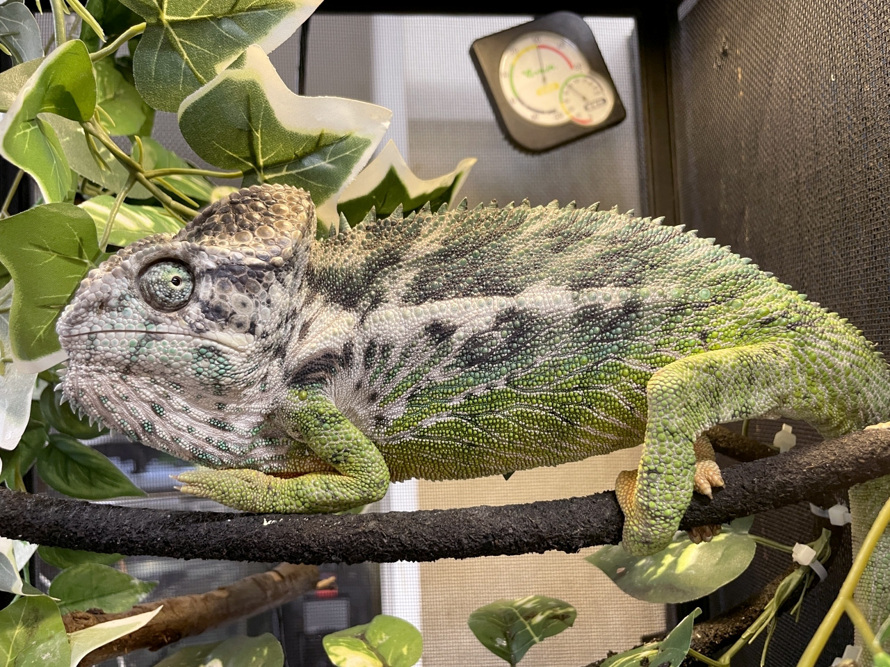 スパイニーカメレオン(4)