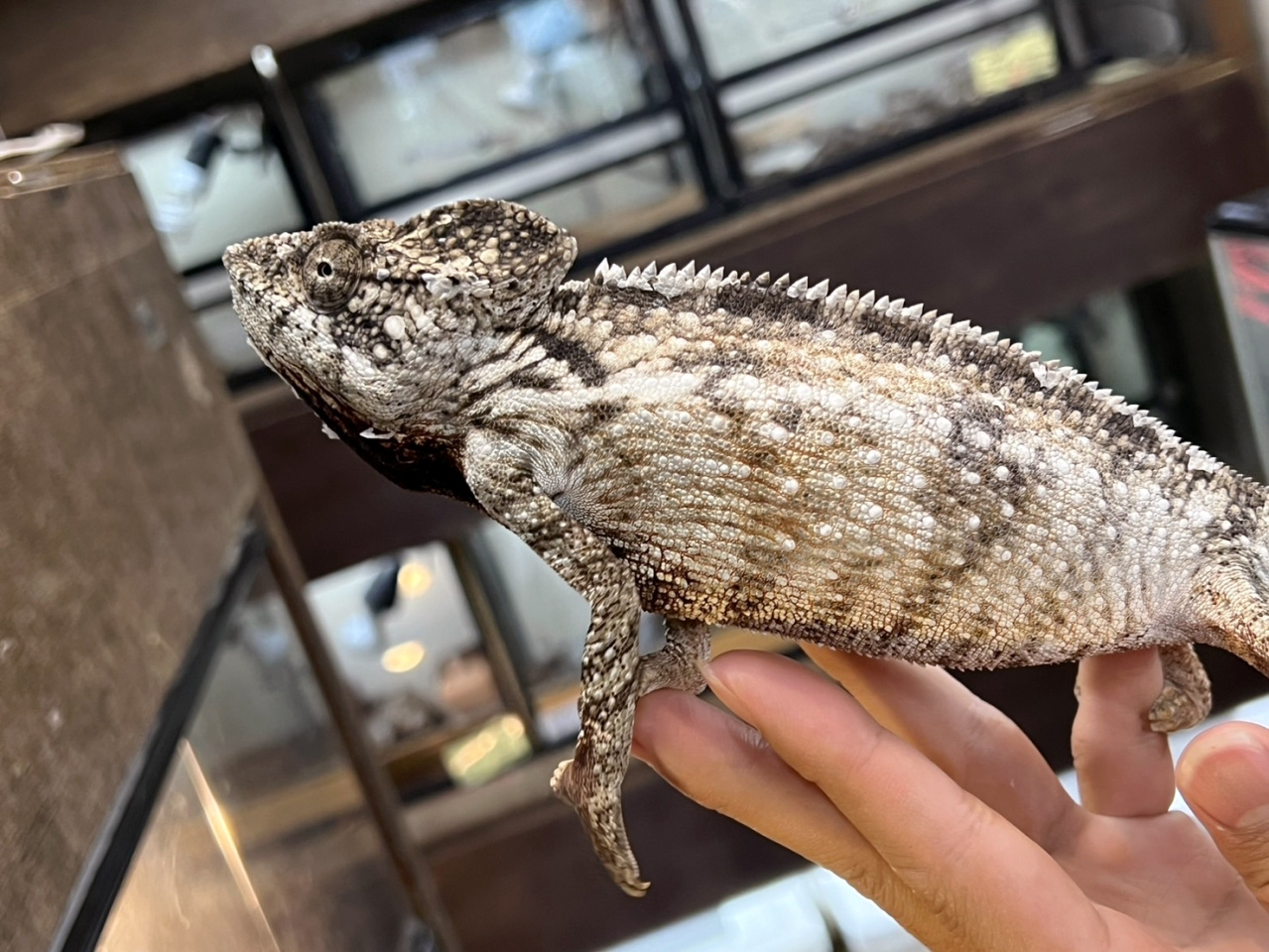 ウスタレカメレオン(10)