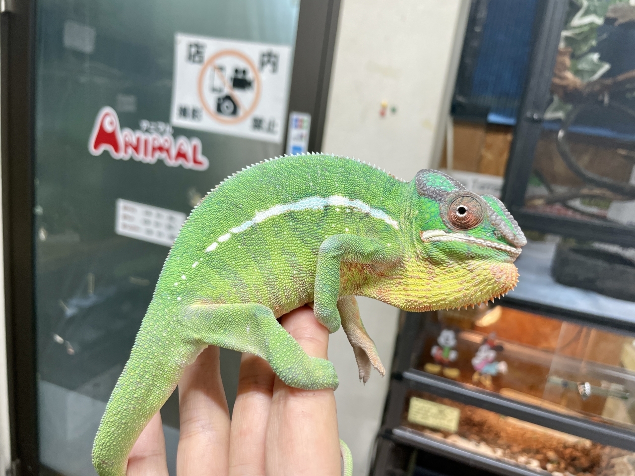 パンサーカメレオン(6)