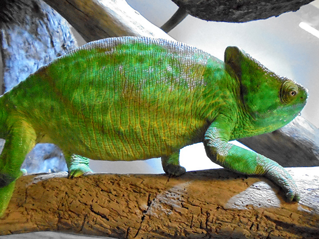 パーソンカメレオン(3)