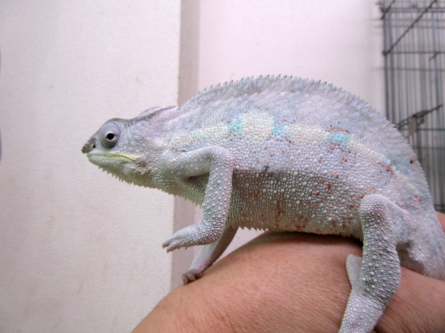 パンサーカメレオン(12)