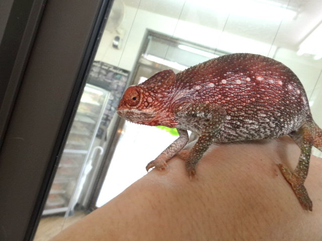 スパイニーカメレオン(9)