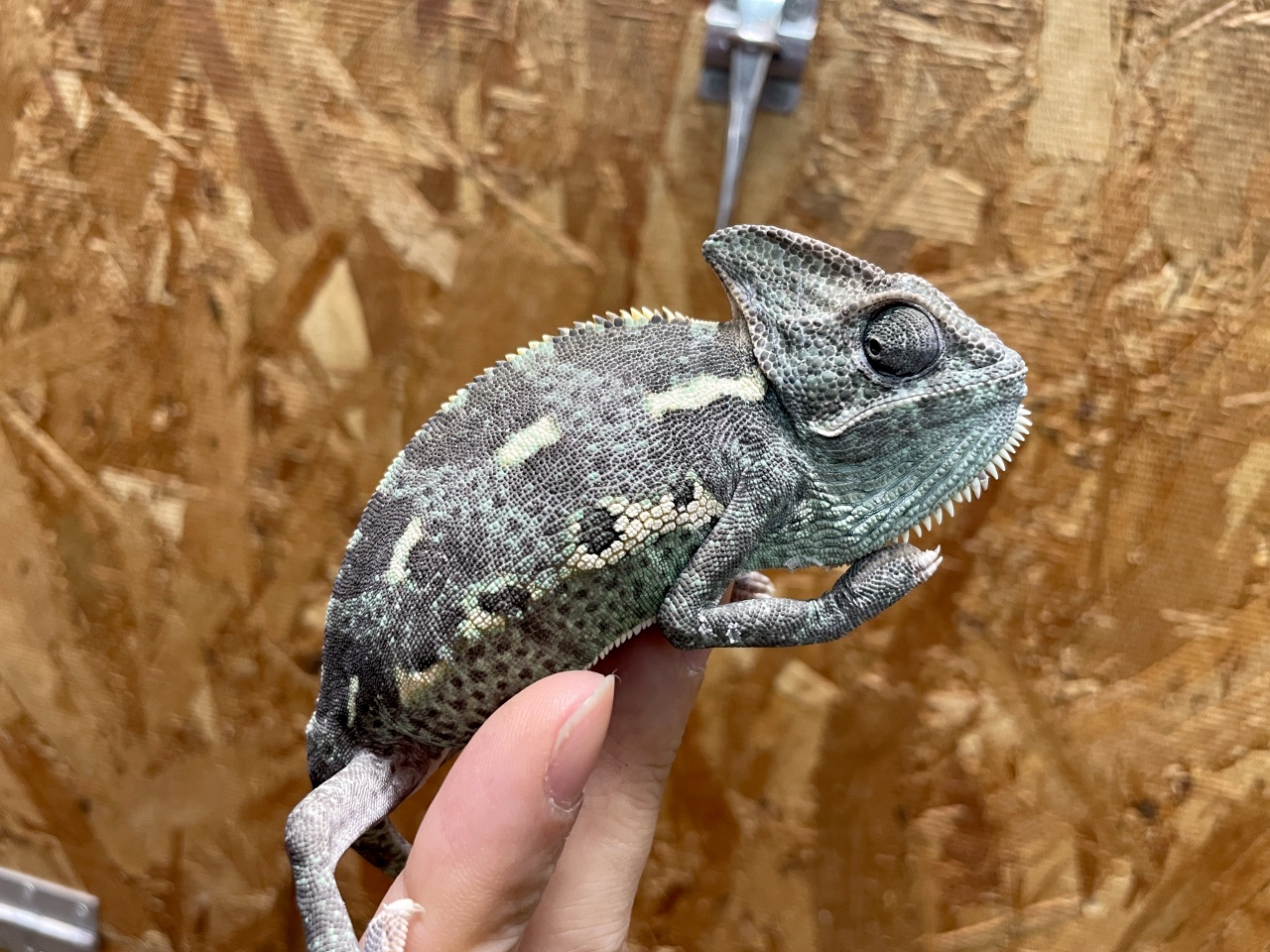 エボシカメレオン(8)