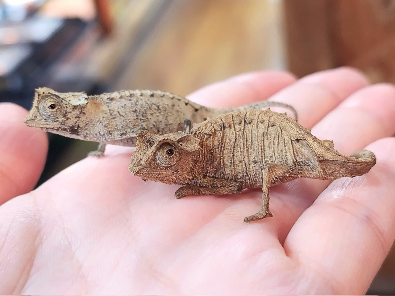 シュトゥンプフヒメカメレオン(1)