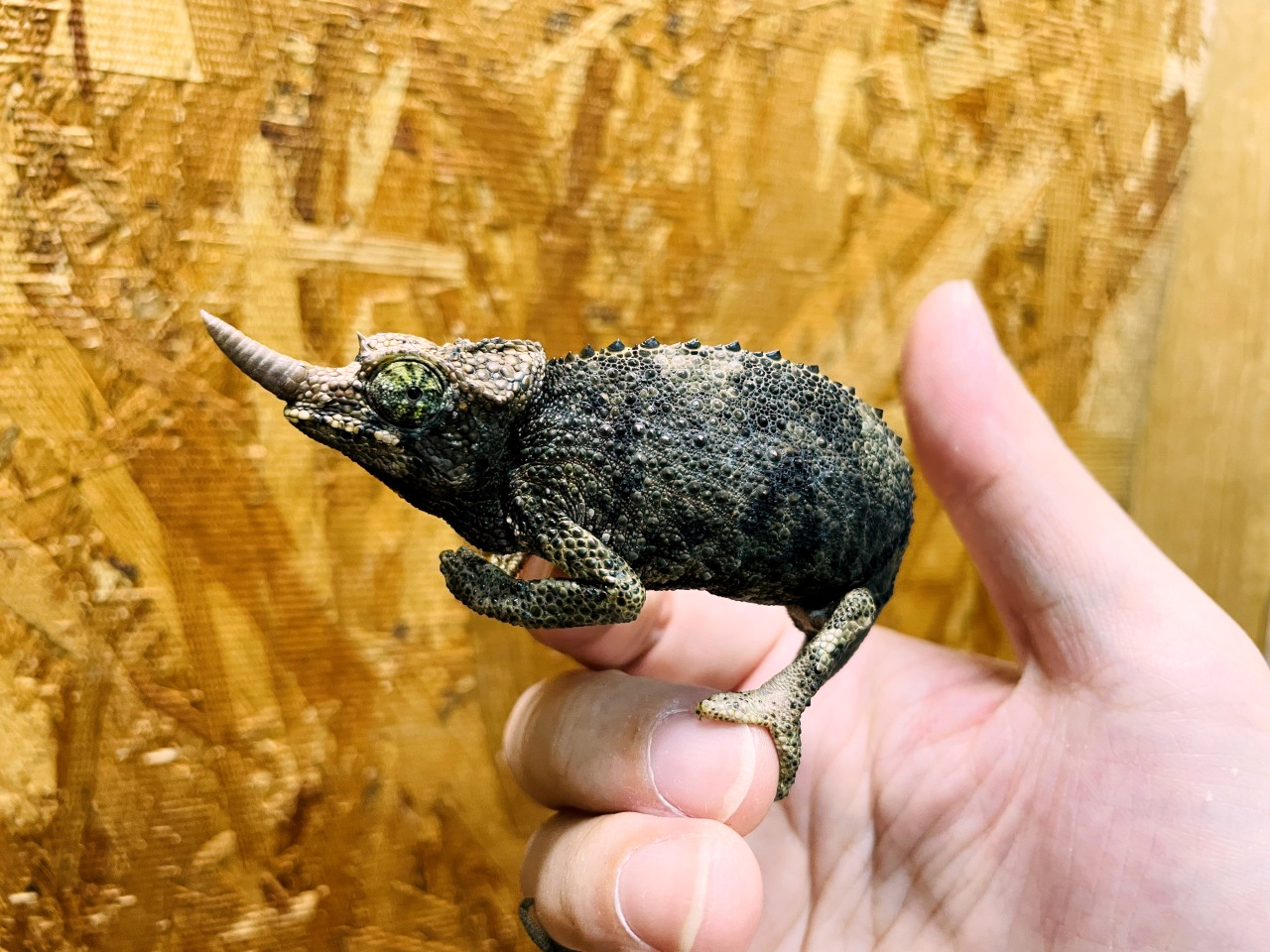 ジャクソンカメレオン(4)