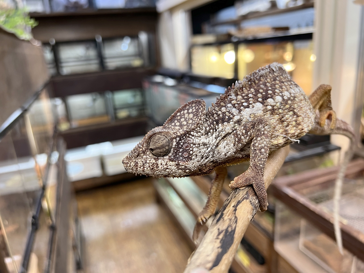 ウスタレカメレオン(9)