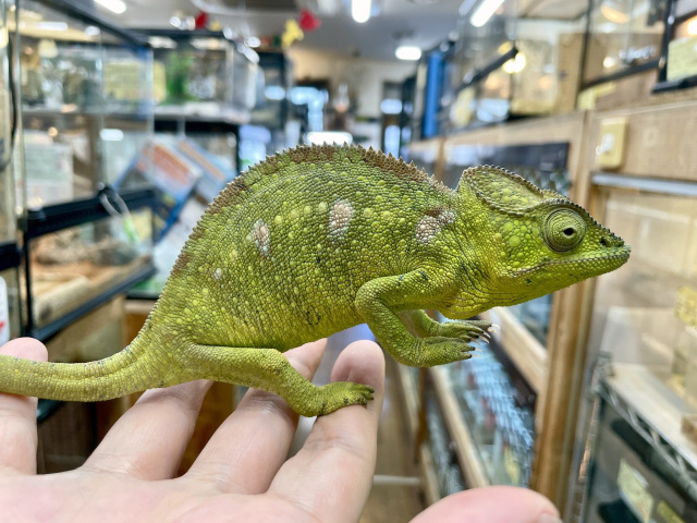 ウスタレカメレオン