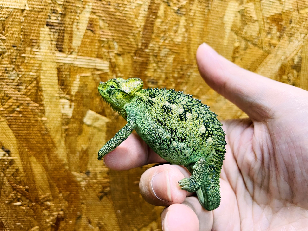 ヘルメットカメレオン(4)