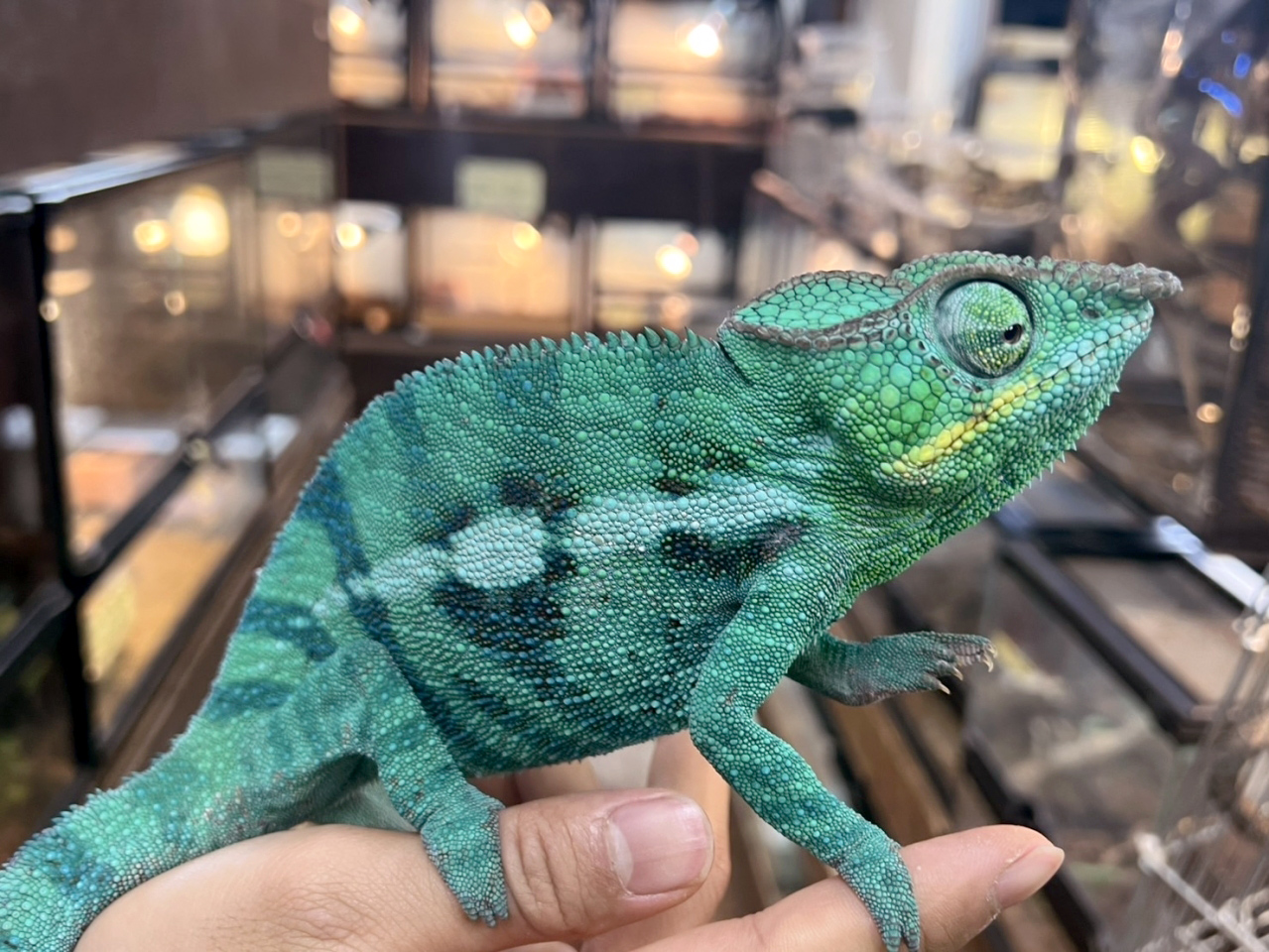 パンサーカメレオン(7)