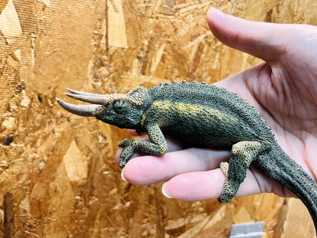 ジャクソンカメレオン カメレオン図鑑
