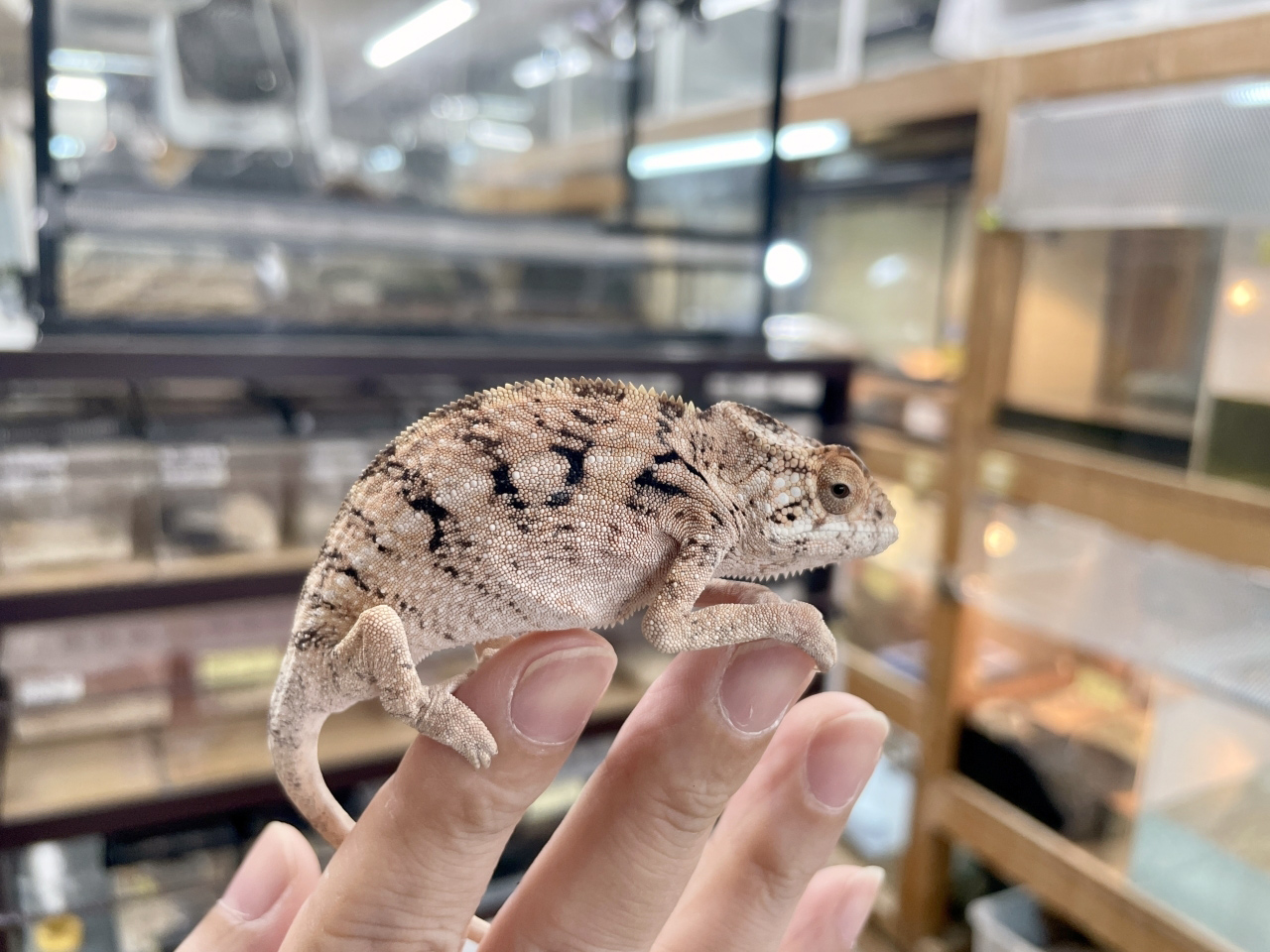 パンサーカメレオン(4)