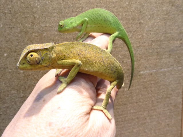 セネガルカメレオン(4)