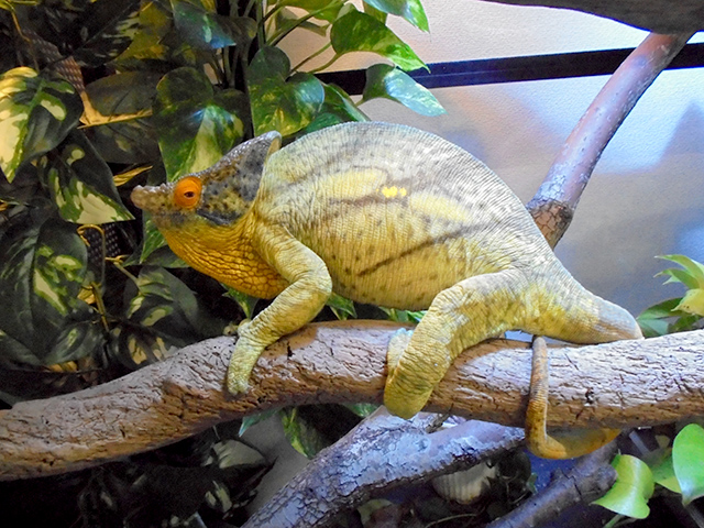 パーソンカメレオン(6)