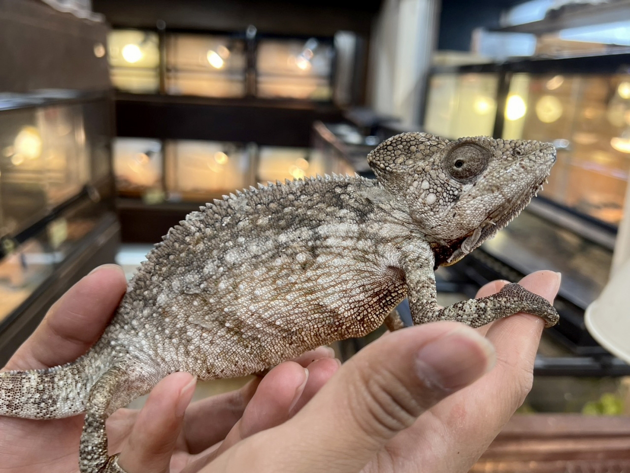 ウスタレカメレオン(11)