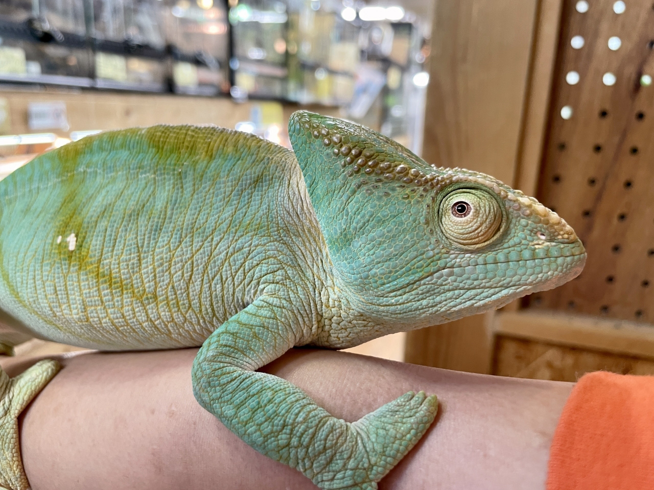 パーソンカメレオン(2)