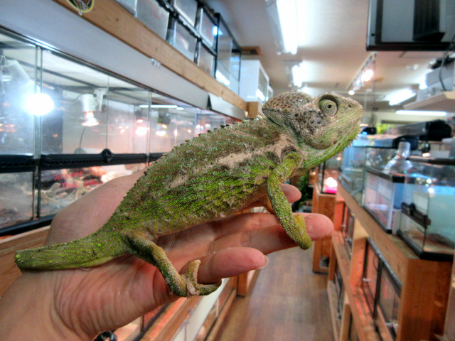 スパイニーカメレオン(12)