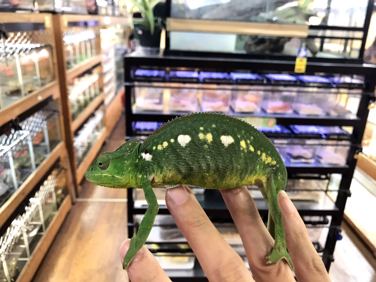 ウスタレカメレオン(5)