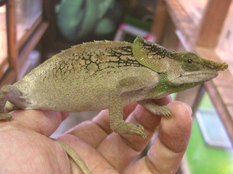 マルテカメレオン