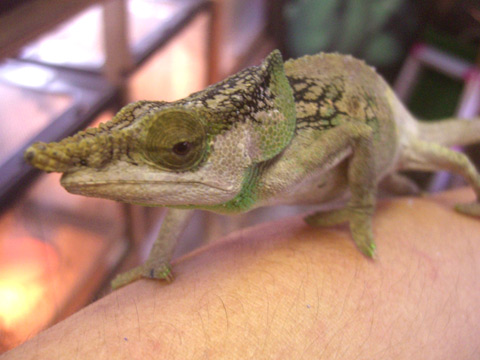 マルテカメレオン(2)