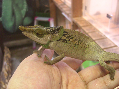 マルテカメレオン(3)