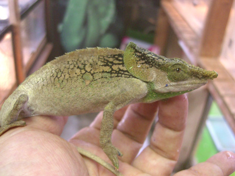 マルテカメレオン(4)