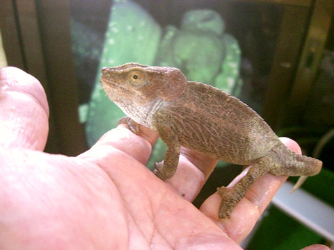 ショートホーンカメレオン(1)