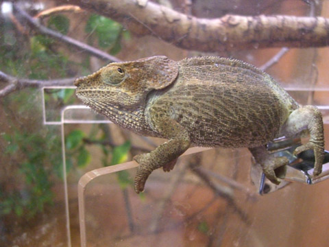 ショートホーンカメレオン(2)