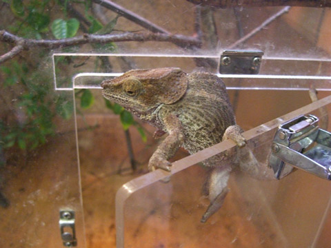ショートホーンカメレオン(3)