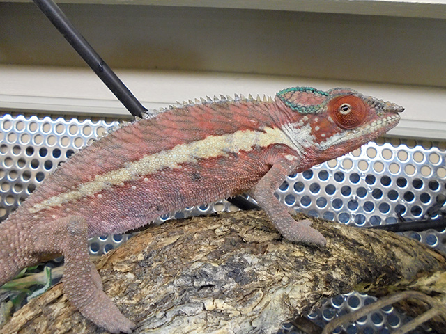 パンサーカメレオン(9)