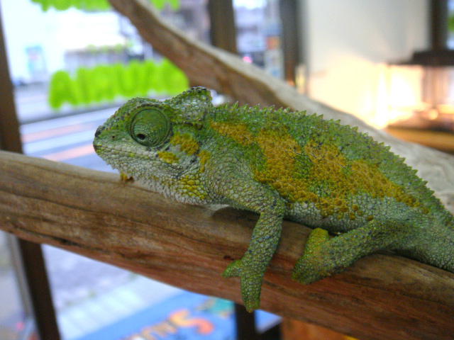 ルディスカメレオン(4)