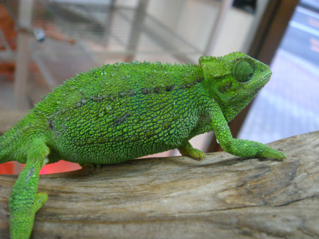 ルディスカメレオン(5)