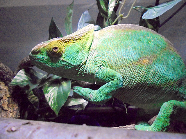 パーソンカメレオン(7)