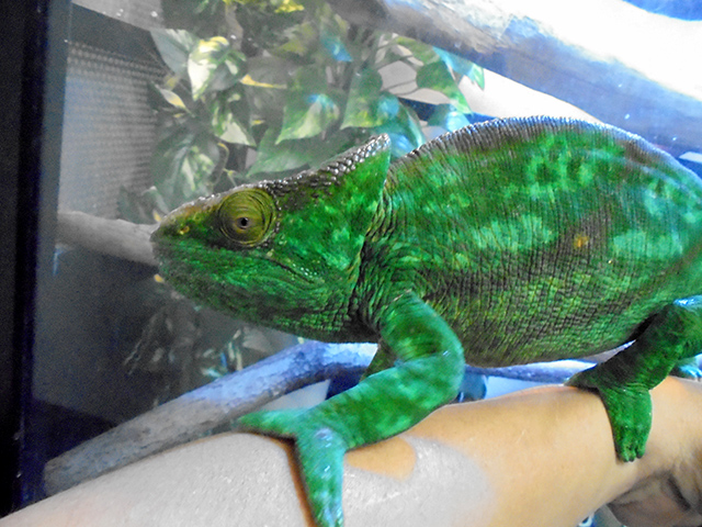 パーソンカメレオン(8)