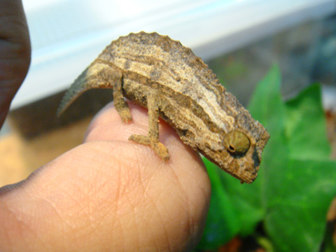 ヒゲコノハカメレオン(5)