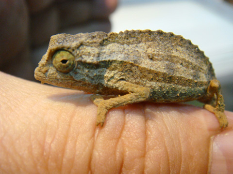 ヒゲコノハカメレオン(6)