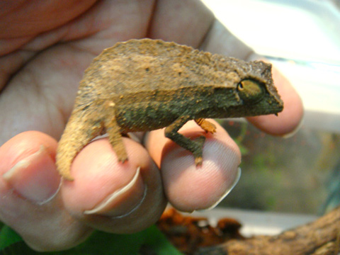 ヒゲコノハカメレオン(7)